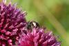 Andrena sp.